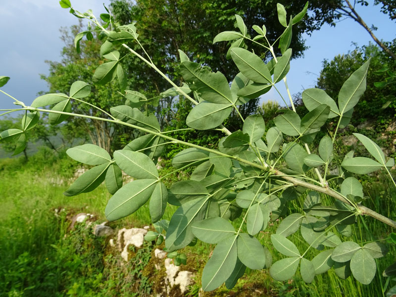 Laburnum anagyroides - Fabaceae